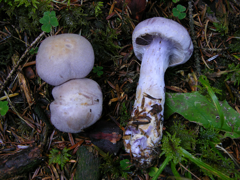 Finalmente qualche Cortinarius ed altro...